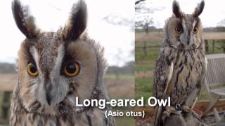 Owl  Longeared Owl Bird Call and Pictures for Teaching BIRDSONG [upl. by Osher566]