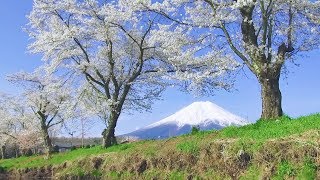 20180413 忍野八海の春／富士と桜（昼と夜） OshinoHakkaiMtfujiCherry Blossom [upl. by Lucienne]