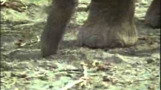 African elephant video Loxodonta africana 11 [upl. by Erinna]