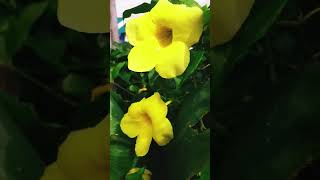 Allamanda catharticaPlants [upl. by Flosser80]