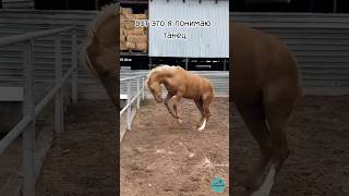 The horse is dancing Жылқының биі horse асау лошади кони ат animals атбеги [upl. by Mairym]