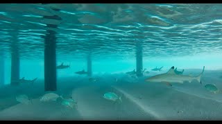 Snorkeling with Dozens of Sharks in Maldives  SCARY [upl. by Ydok]