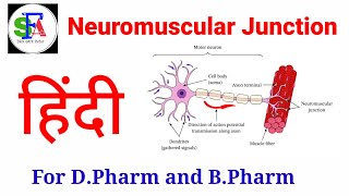 Neuromuscular Junction in Hindi  Skeletal Muscle  Nerve Cell [upl. by Ainerol269]