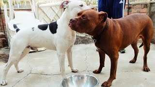 PIT BULL VS AMSTAFF [upl. by Whitney904]