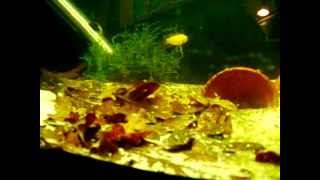 Apistogramma Agassizi Fire Red  Breeding III [upl. by Eisset]