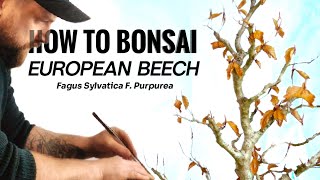 Unlock the Secrets to Growing European Copper Beech Bonsai [upl. by Ohs]