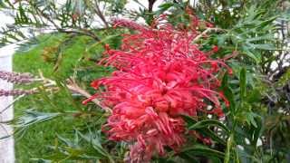 Grevillea  spider flower  silky oak HD 07 [upl. by Arvie]