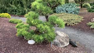 Pinus thunbergiana  Hakuho  Dwarf Japanese Black Pine April 2 2020 [upl. by Perle]