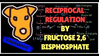 Reciprocal Regulation by Fructose26bisphosphate PFK2  PFK1 Glycolysis Gluconeogenesis Step 1 [upl. by Agon748]