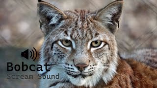 Bobcat Scream Sound  Animal Sounds  Sound of a bobcat [upl. by Aleina]