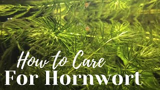 Hornwort Aquarium Plant Care Guide in 1 Minute [upl. by Maryellen688]