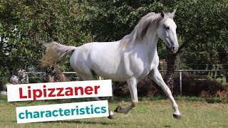 Lipizzan horse  characteristics origin amp disciplines [upl. by Lasley186]