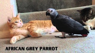 Get to Know African Grey Parrot  The Genius Bird [upl. by Earahc752]