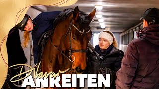 1 Aufsteigen bis zum 1 Trab 🤩  Anreiten unseres Junghengstes [upl. by Yssak]