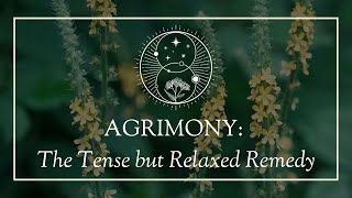 Agrimony The Tense but Relaxed Remedy [upl. by Nymzaj]