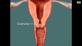 Ovulation Calculator  Most fertile time to get pregnant  Womens guide [upl. by Llenroc25]