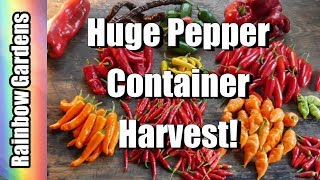 3 Gallon Containers Huge Harvest Peppers Peppers Peppers [upl. by Enyar]