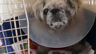 A 13yearold heartdiseasedPekinese survived eyeball removal surgery [upl. by Wrightson]