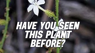 Plant identification program 27 trending viral shorts [upl. by Orms]