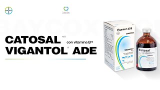 En Voz Del Experto Bayer Uso de Catosal y Vigantol ADE para mejorar la fertilidad y producción [upl. by Olivette714]