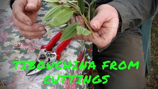 Soft tip Tibouchina cuttings propagation [upl. by Amadus]