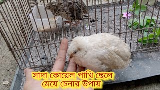 সাদা কোয়েল পাখি ছেলে মেয়ে চেনার উপায় 🤔😱😊 Sada koel pakhi male female kivabe cinben [upl. by Killian]