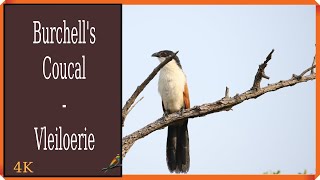 Burchells Coucal  Vleiloerie [upl. by Jazmin]