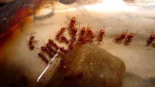 The Story of My Ant Colony Myrmica rubra [upl. by Curhan]