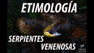 ETIMOLOGÍA DE LAS SERPIENTES VENENOSAS DE COSTA RICA [upl. by Valentia588]