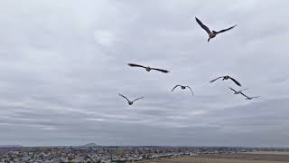 Vol avec les Bernaches du Canada StJeansurRichelieu [upl. by Keriann763]