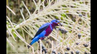 Banded Cotinga  Crejoá  Cotinga Maculata [upl. by Jewelle]