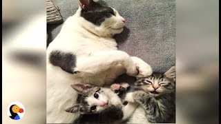 BEST Cat Dad Helps Feral Kitten Get Adopted  The Dodo [upl. by Ahsen332]