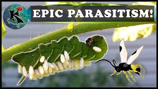 Caterpillar Parasitism amp Parasitoid Wasps  Tobacco amp Tomato Hornworm  Koaw Nature [upl. by Paine]