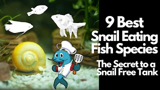 9 Best Snail Eating Fish 🐡 [upl. by Aker938]