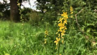 Healing with Agrimony Agrimonia eupatoria [upl. by Sheelagh]