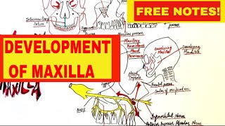 Development Of Maxilla  Embryology [upl. by Aarika]