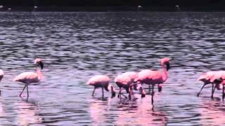 Lake Natron [upl. by Lizzie9]