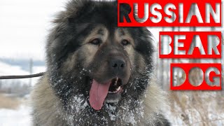 The Caucasian Shepherd Dog RUSSIAN BEAR DOG Caucasian Ovcarka Кавказская овчарка Russian Breeds [upl. by Esinal]