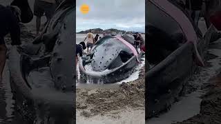 🐳 Whale Fish Viral  Short  Amzing 10 sa 15 [upl. by Metah]