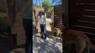 Traigo paquetito y debe firmar aquí parati perros dogs k9 malinois instagram perro Viral [upl. by Ahcsap]