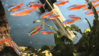 XL Wild Cardinal Tetra for sale at Tyne Valley Aquatics [upl. by Yrakaz]