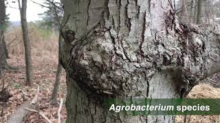 Ask the Naturalist tree bumps Whats that big bump on that tree Its a burl says Scott [upl. by Nawat648]