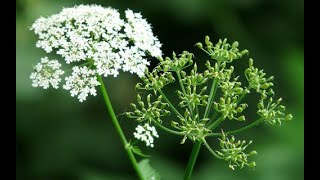 Herbier Numérique Ajowan Carvi  Trachyspermum ammi [upl. by Yggam]