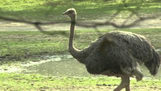 Struisvogel Safaripark Beekse Bergen [upl. by Eras]