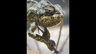 🔴 هل سمعت صوت الحرباء من قبل؟  Have you heard the sound of chameleon before [upl. by Down826]