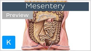 Mesentery organ and functions preview  Human Anatomy  Kenhub [upl. by Adnauqaj]