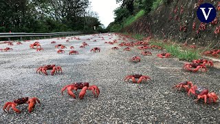 Los cangrejos rojos gigantes inician su migración en la isla de Navidad de Australia [upl. by Sherline]