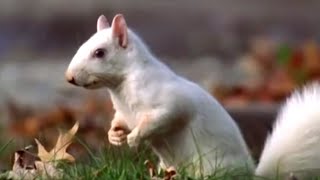 Albino Squirrels in Olney  Wildlife on One  BBC Earth [upl. by Anaejer390]