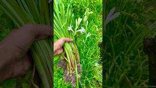 রজনীগন্ধার বাগান থেকে একগোছা চারাগাছ তুললাম rajnigandha plant [upl. by Hootman155]