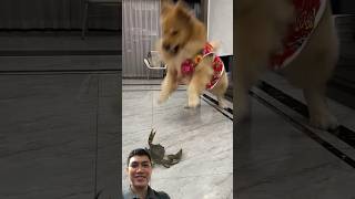 개와 게 dog liondancer pets liondance funny cute doglover 동물 반려동물 [upl. by Nedla]